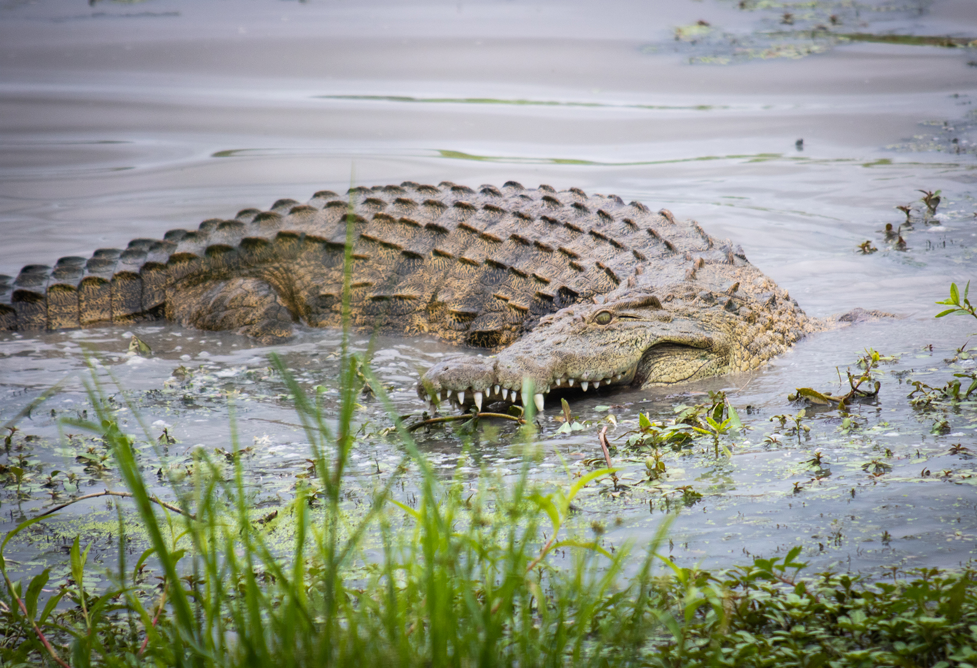 Crocodile in Chitwa Dam