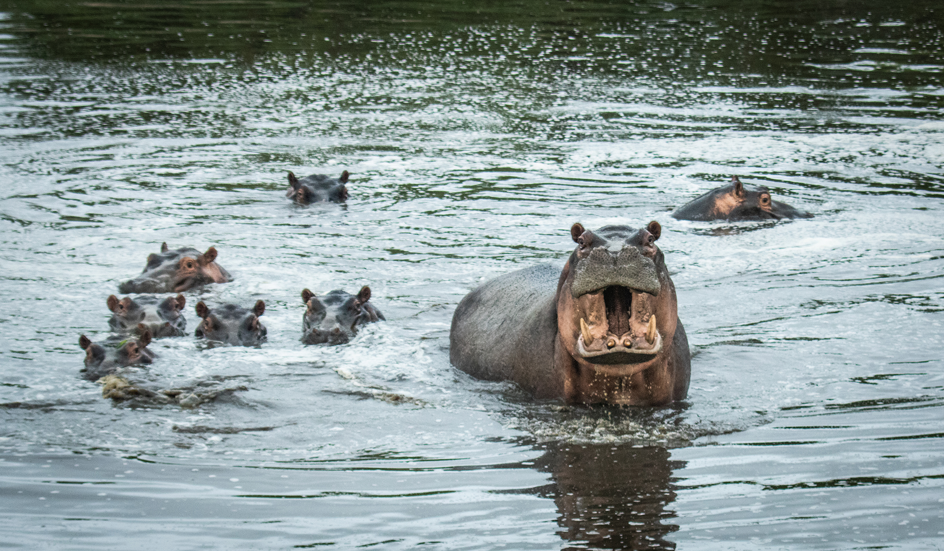 Hippos in Chitwa Dam