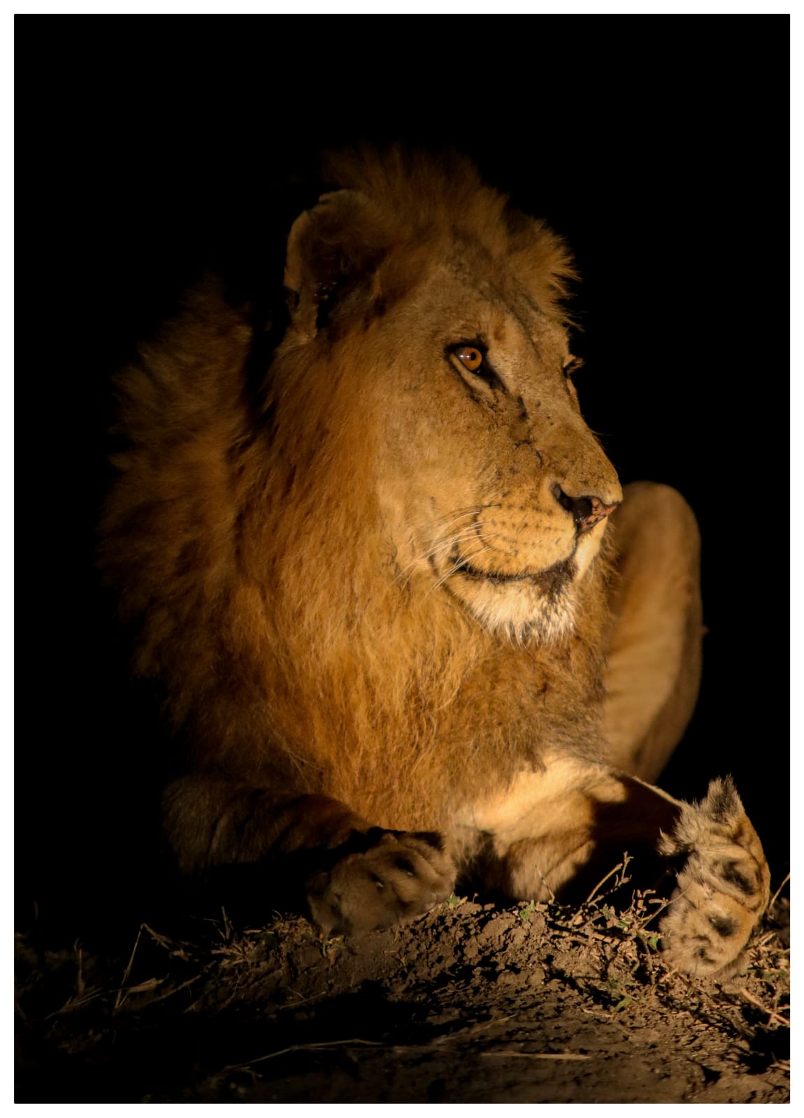 Lion resting at night