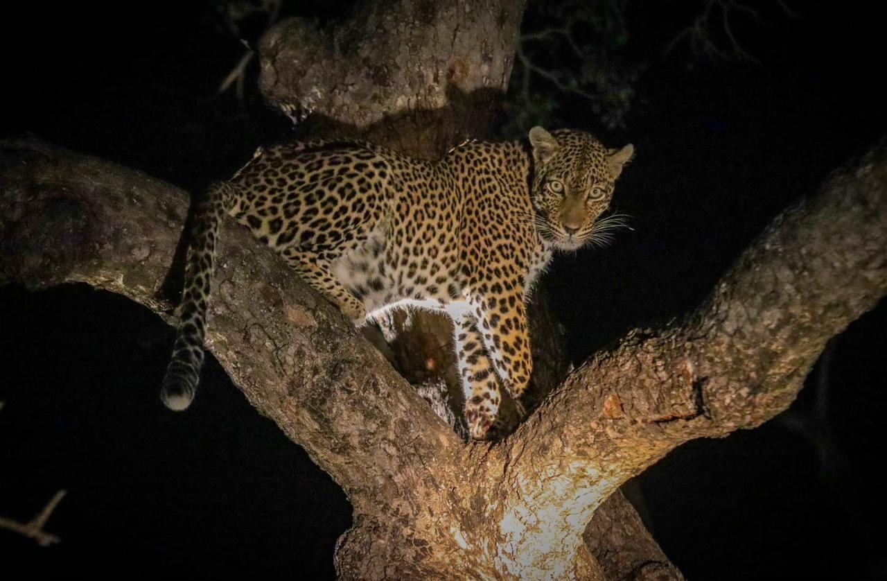 Leopard in tree