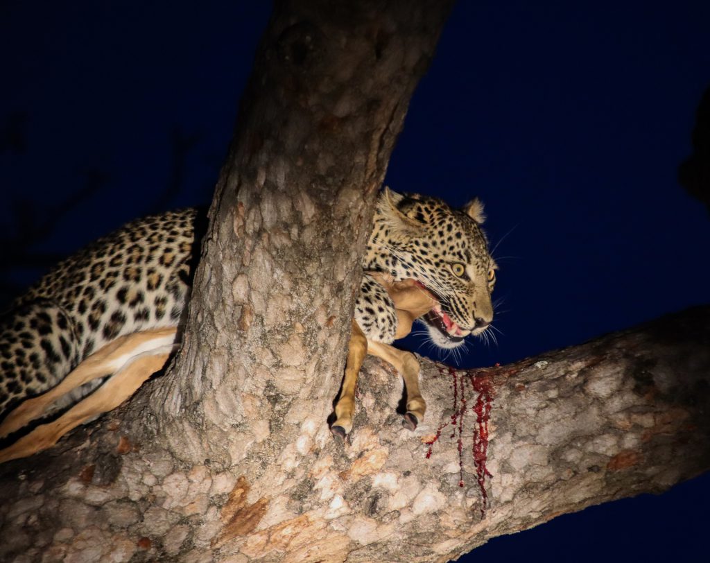 Leopard eating at night in tree