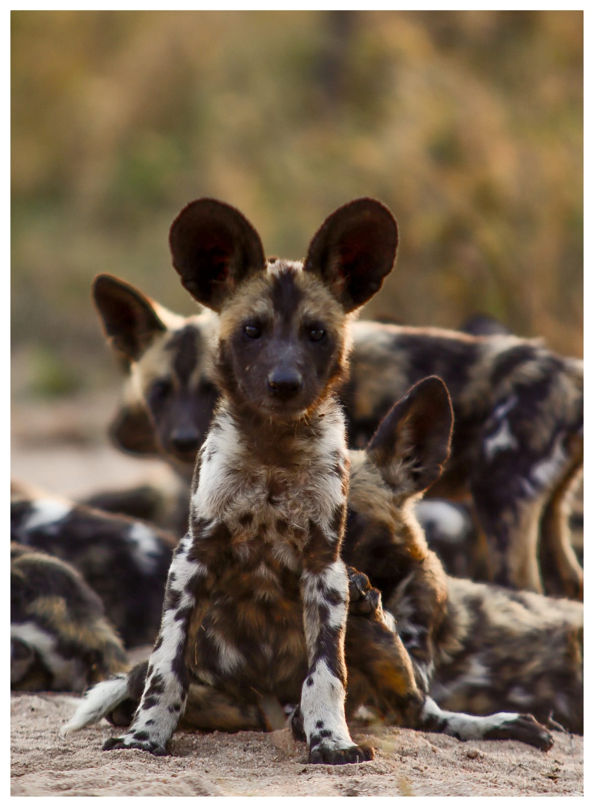 Wilddog staring into camera