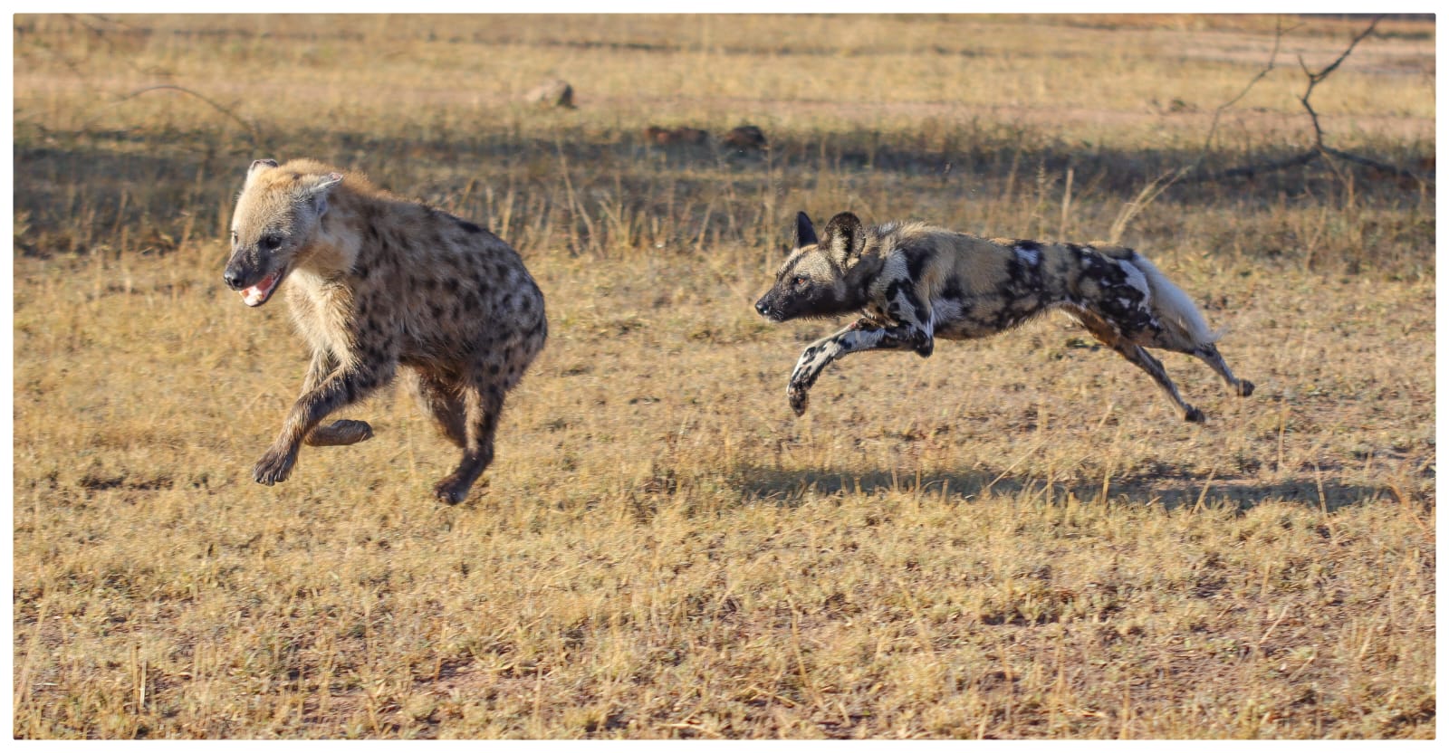 Wilddog chasing animal