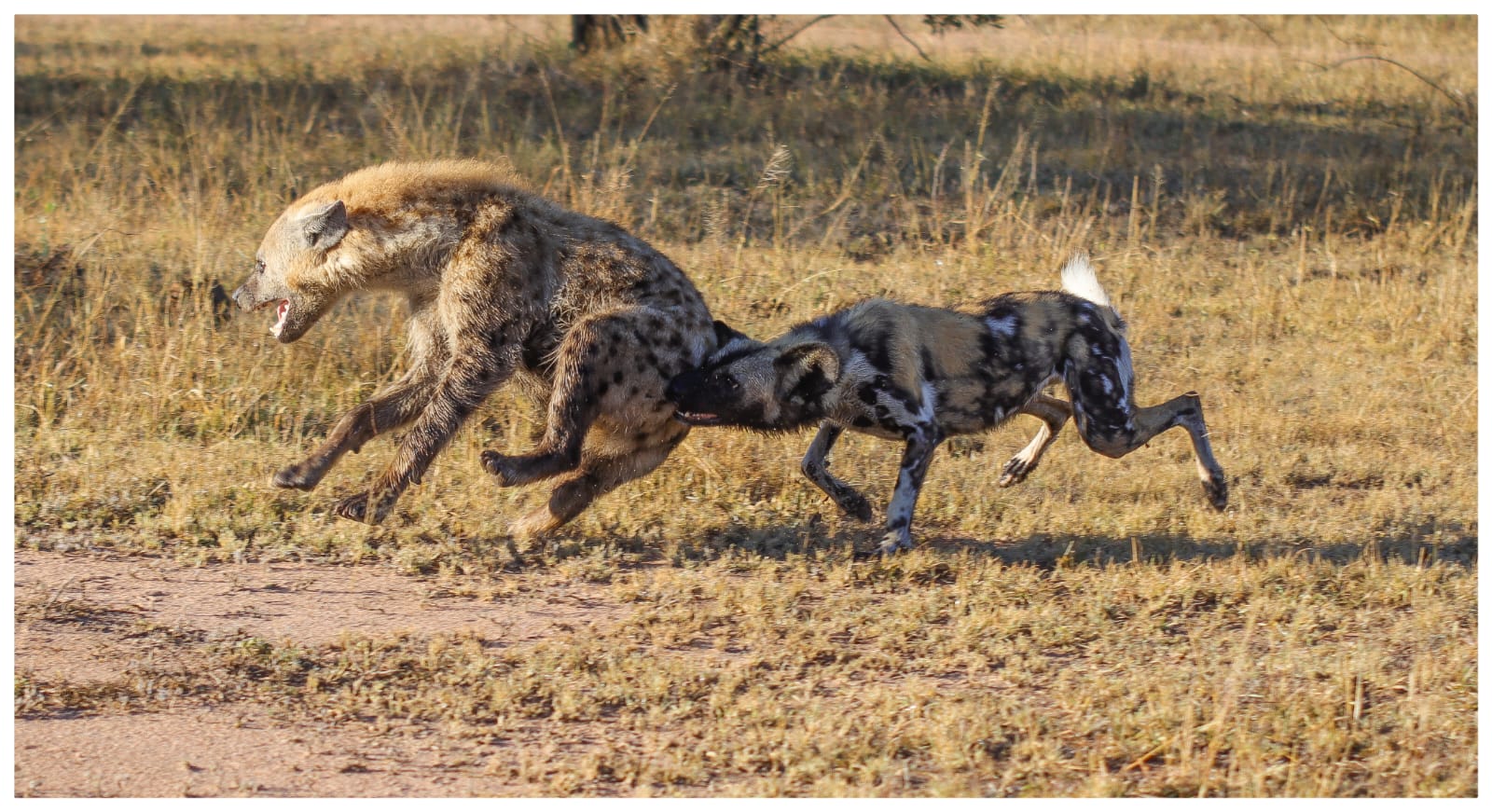 Wilddog biting into animal